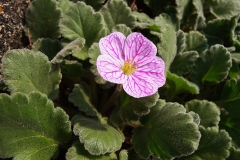 Erodium Corsicum_scano_inn