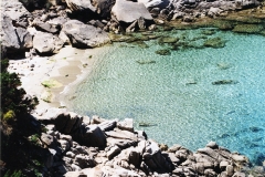 cala spinosa